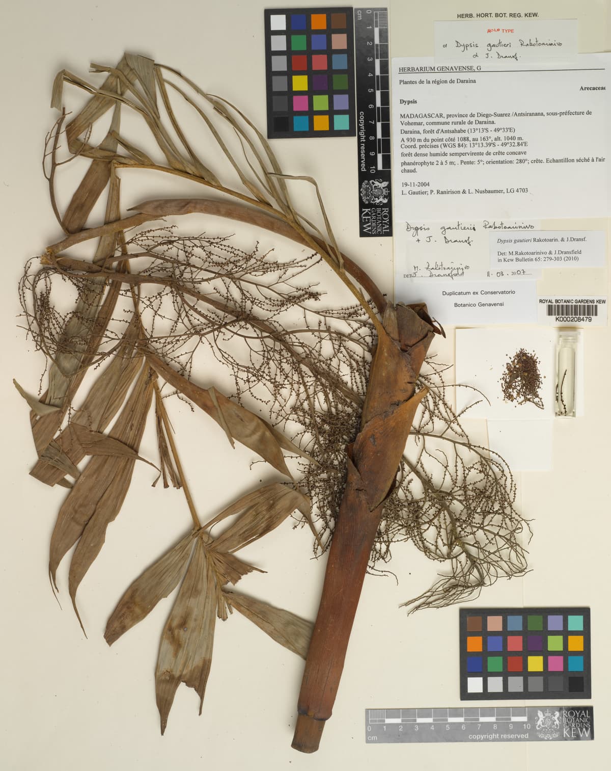 Botanical specimen of Dypsis Gautieri.