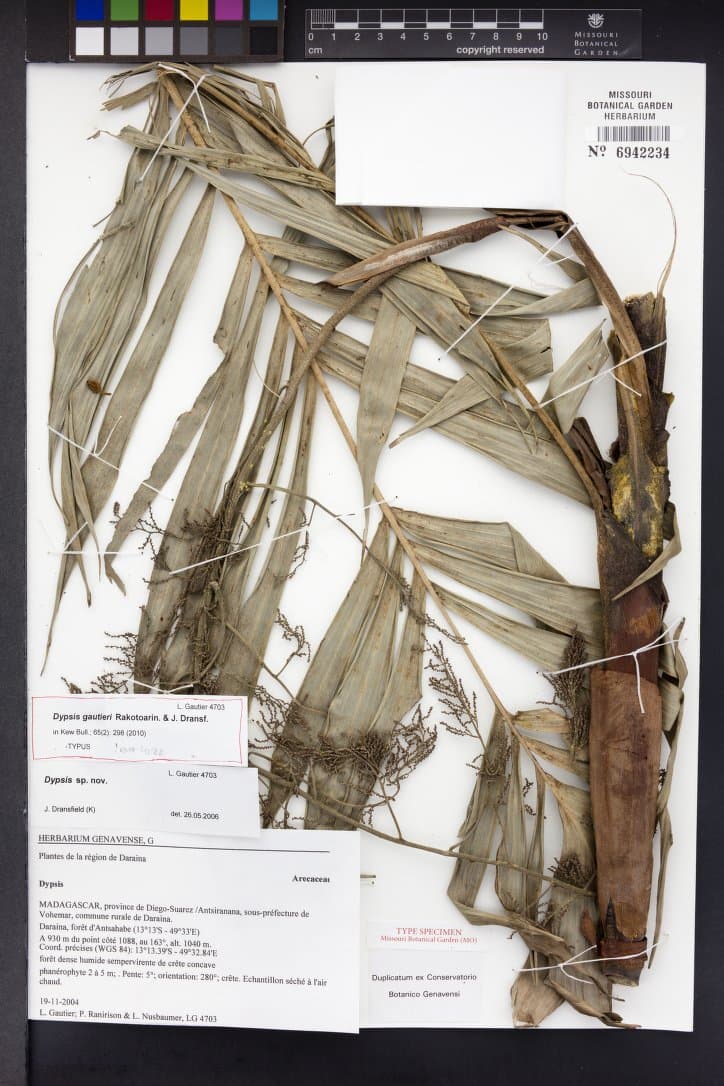 Botanical specimen of Dypsis Gautieri.