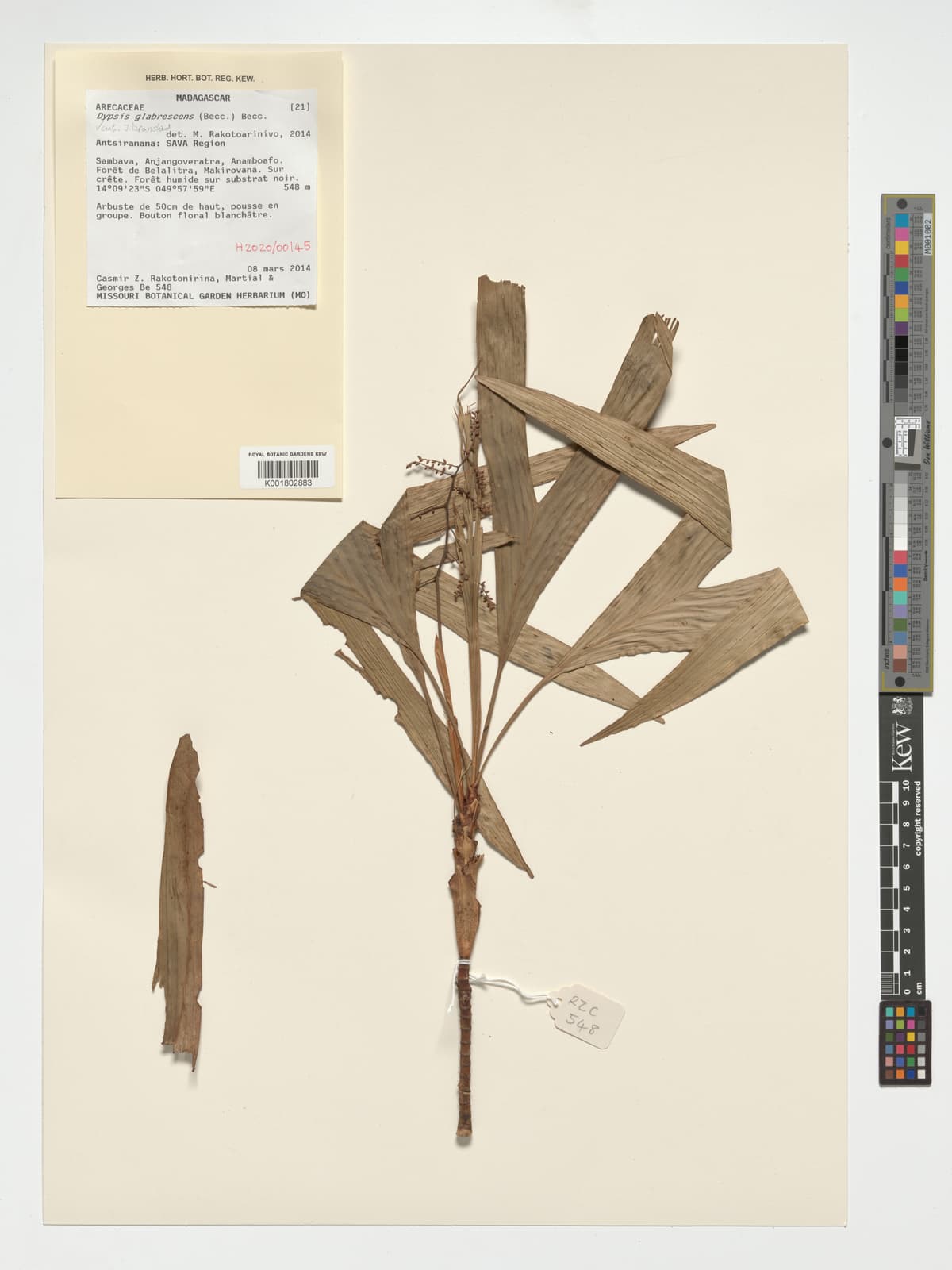 Botanical specimen of Dypsis Glabrescens.