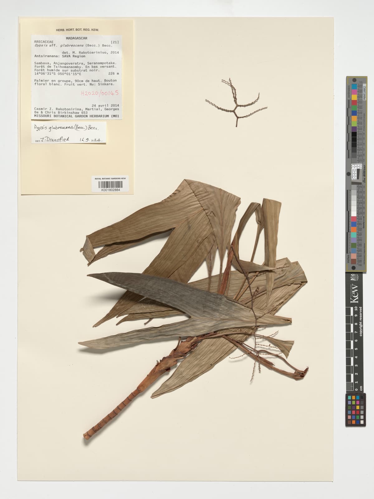 Botanical specimen of Dypsis Glabrescens.