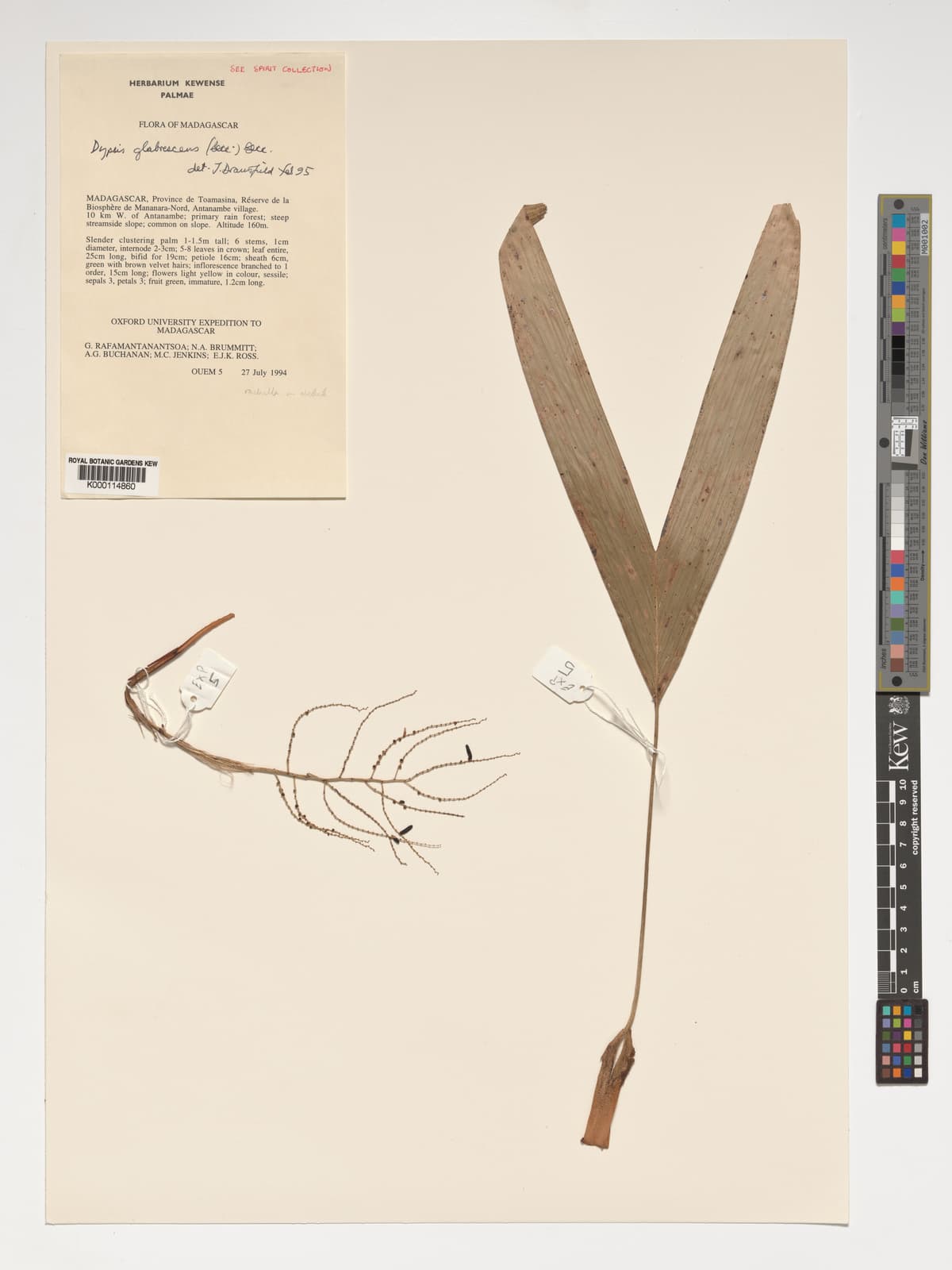 Botanical specimen of Dypsis Glabrescens.