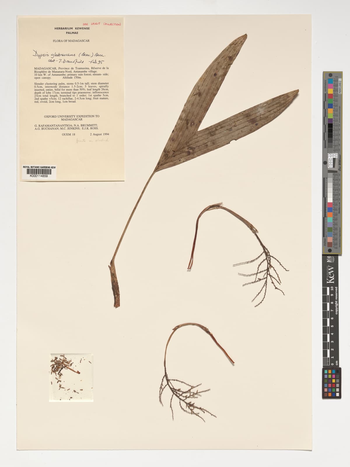 Botanical specimen of Dypsis Glabrescens.