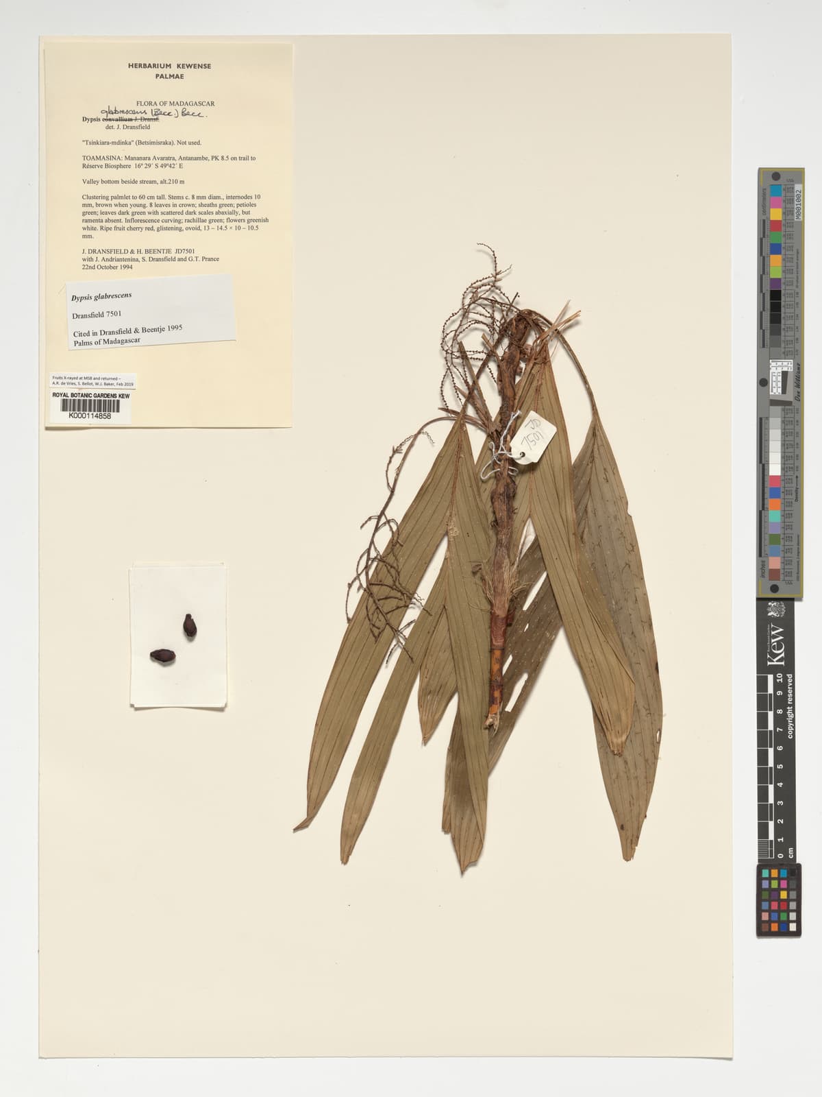 Botanical specimen of Dypsis Glabrescens.