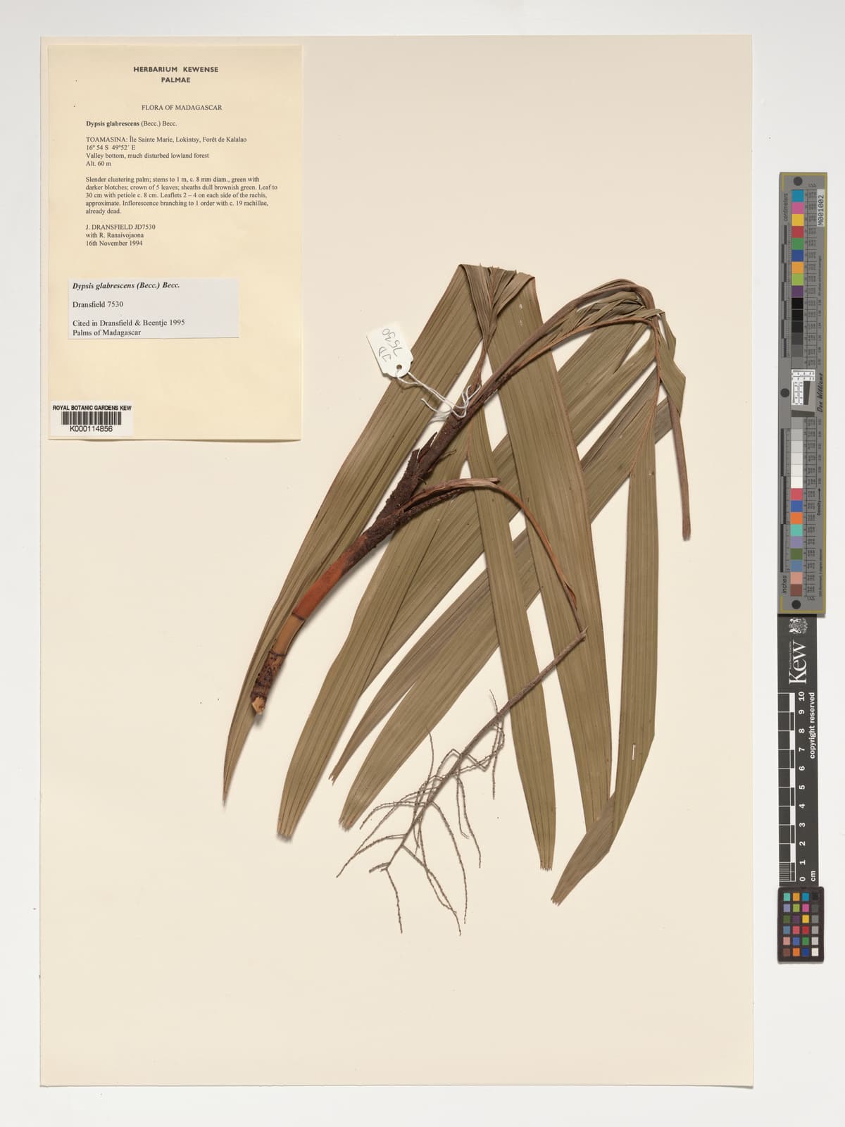 Botanical specimen of Dypsis Glabrescens.