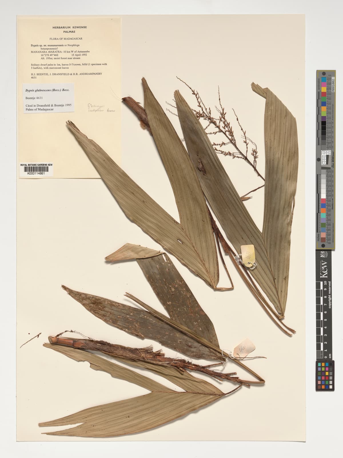 Botanical specimen of Dypsis Glabrescens.