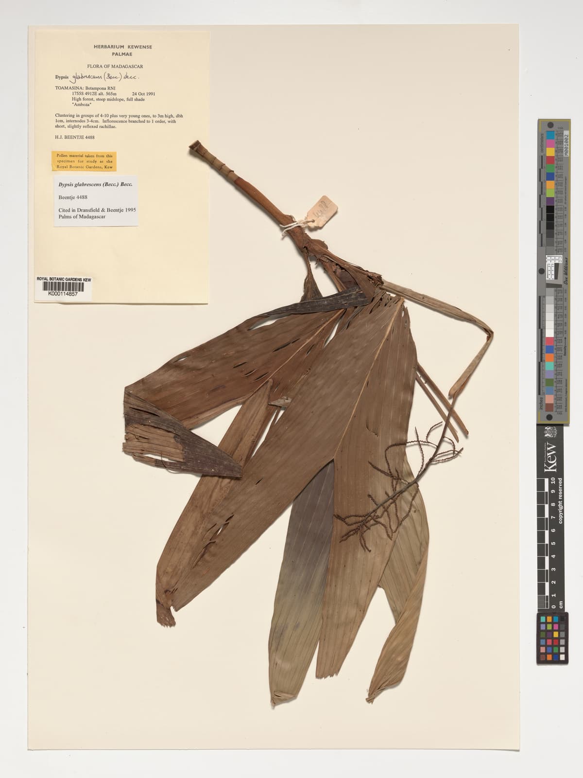 Botanical specimen of Dypsis Glabrescens.