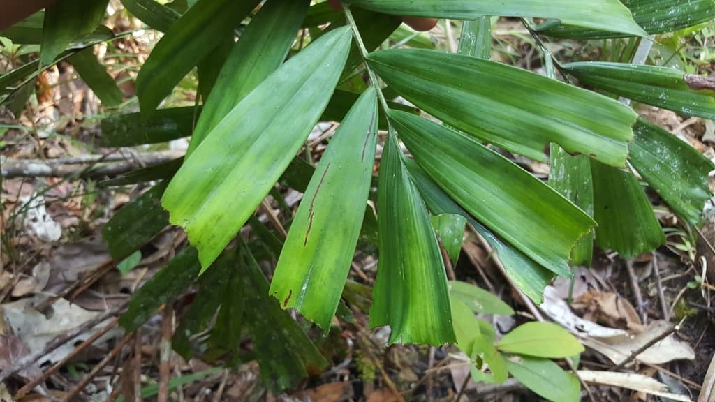 Botanical specimen of Dypsis Gronophyllum.