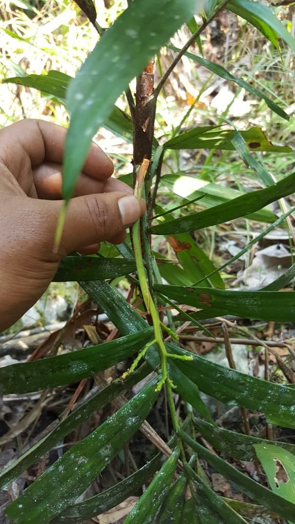 Botanical specimen of Dypsis Gronophyllum.
