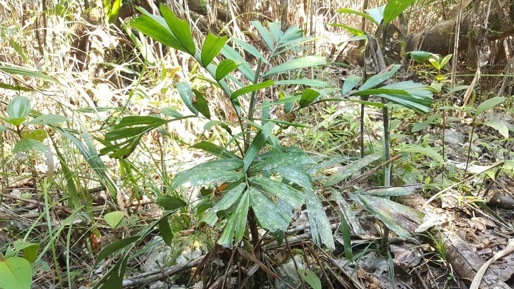 Botanical specimen of Dypsis Gronophyllum.