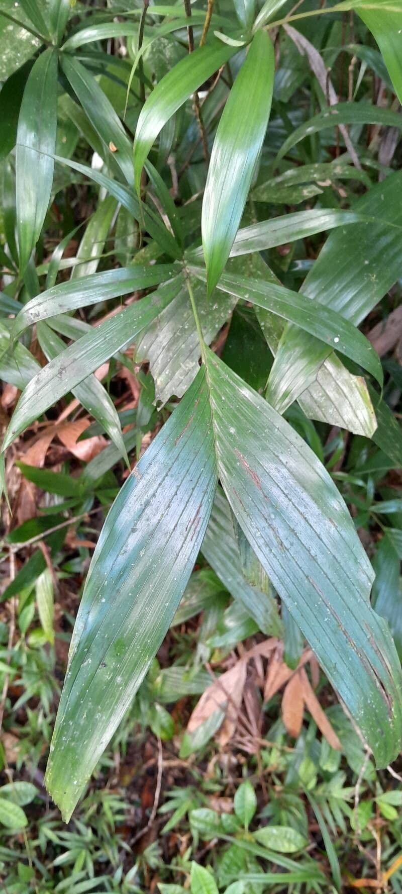 Botanical specimen of Dypsis Henrici.