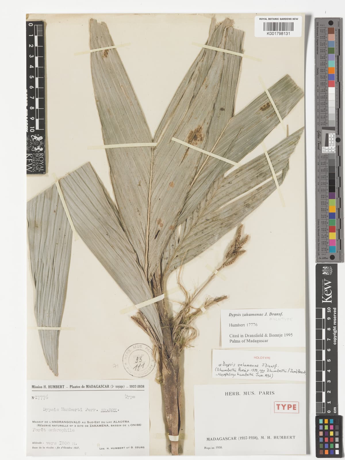 Botanical specimen of Dypsis Henrici.