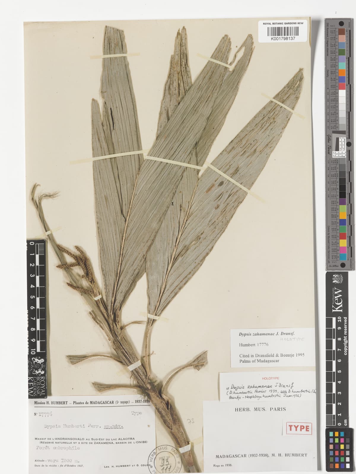 Botanical specimen of Dypsis Henrici.