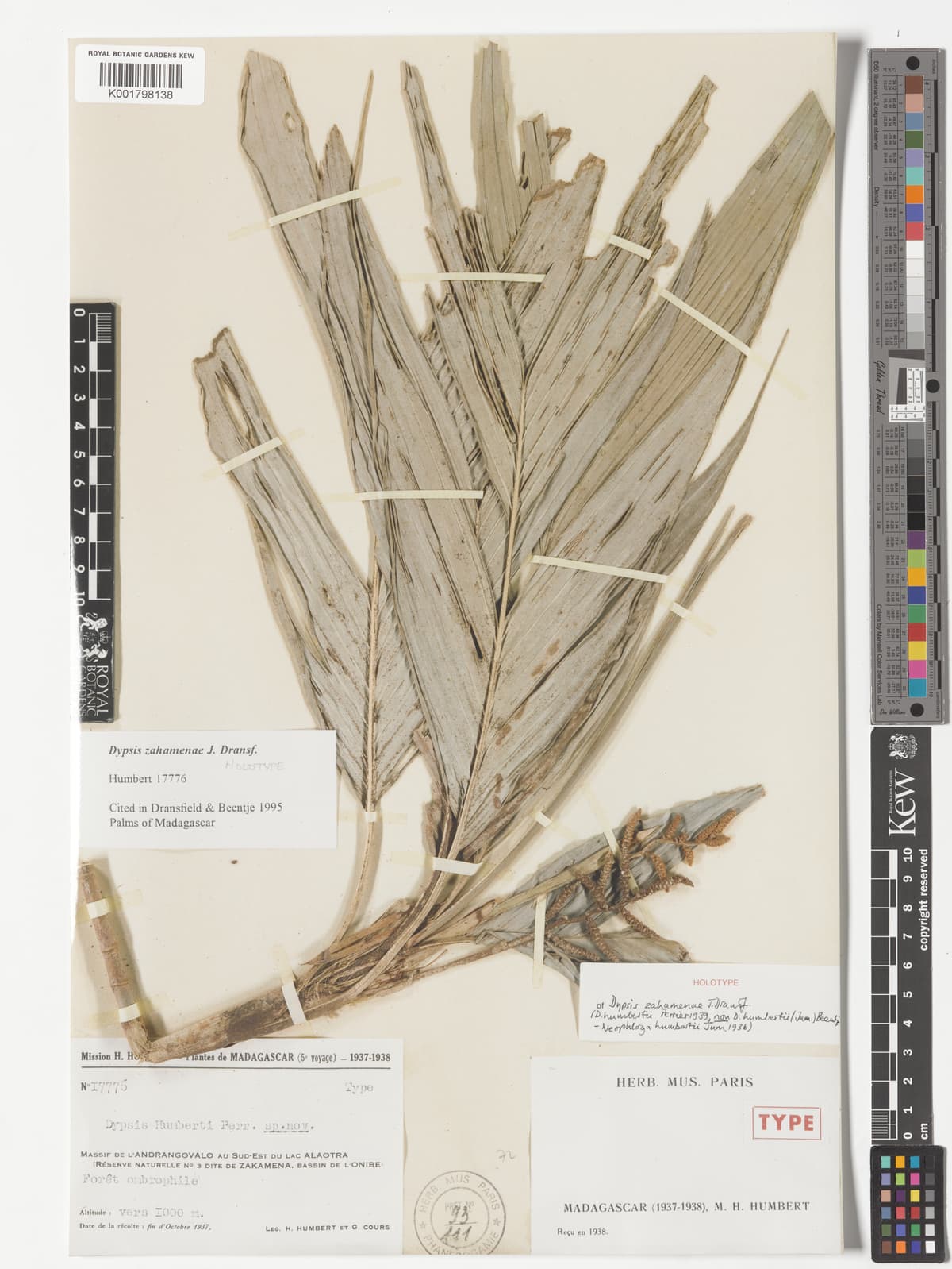 Botanical specimen of Dypsis Henrici.