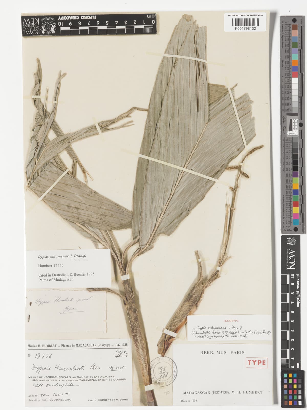 Botanical specimen of Dypsis Henrici.