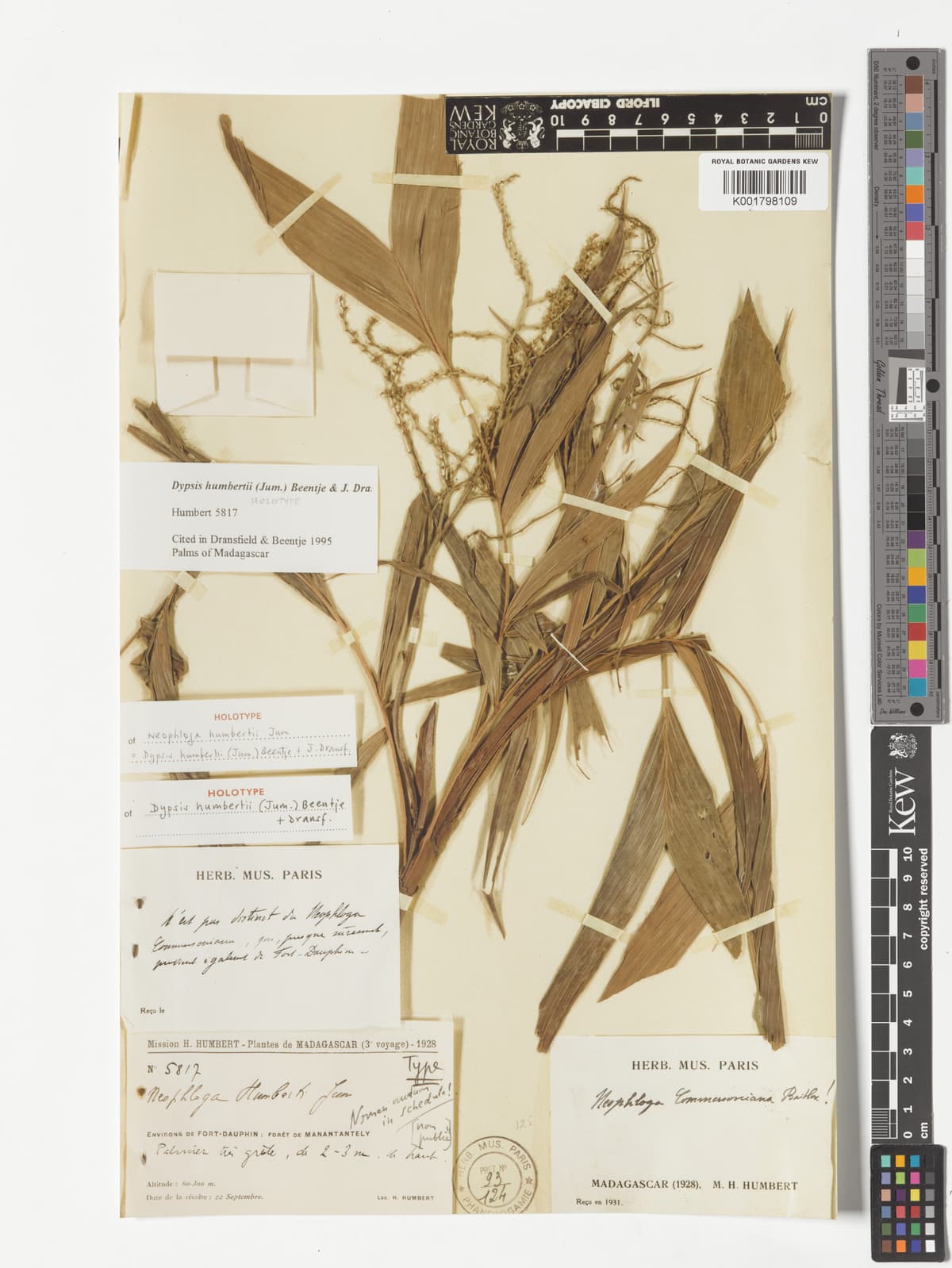 Botanical specimen of Dypsis Henrici.