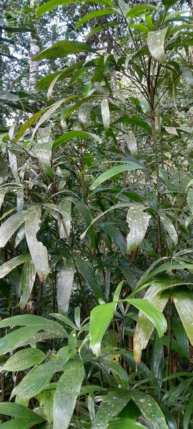 Botanical specimen of Dypsis Henrici.