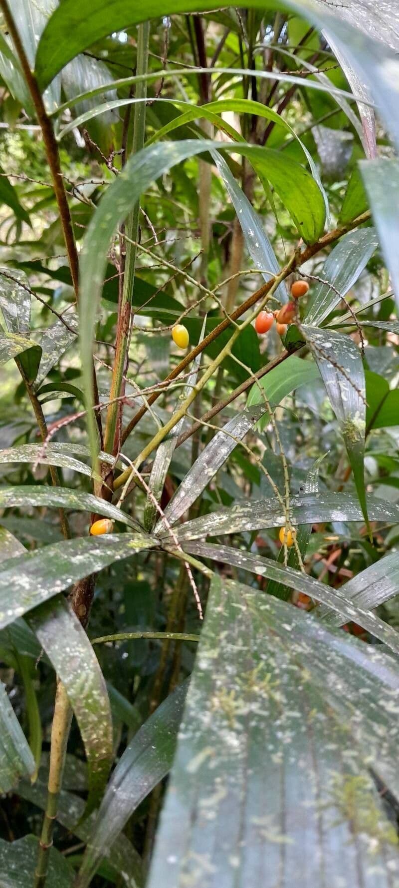Botanical specimen of Dypsis Henrici.