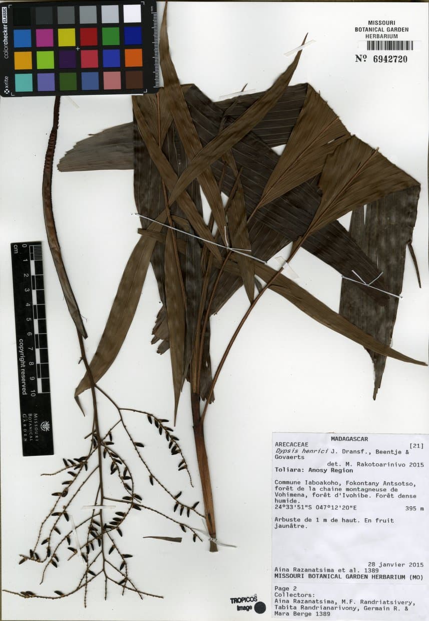 Botanical specimen of Dypsis Henrici.