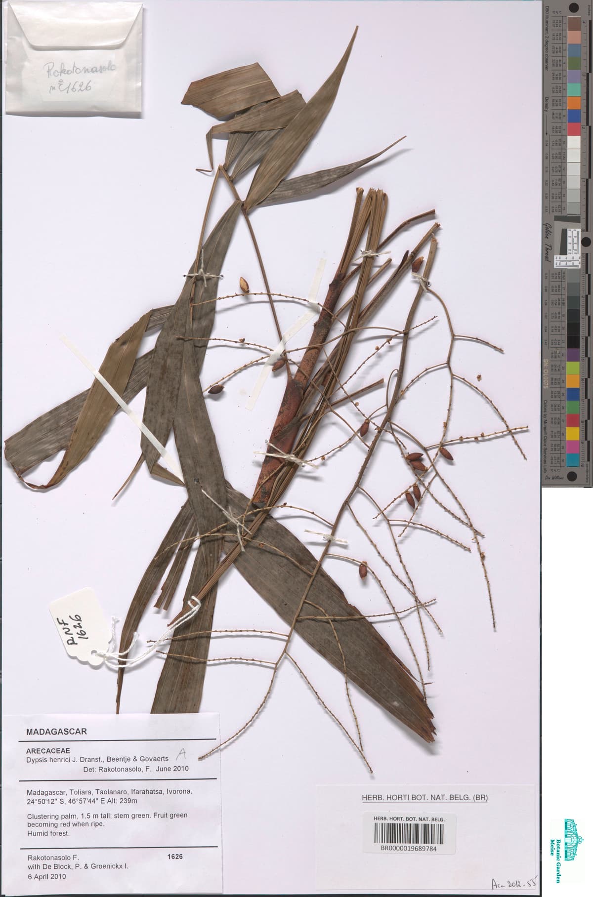 Botanical specimen of Dypsis Henrici.