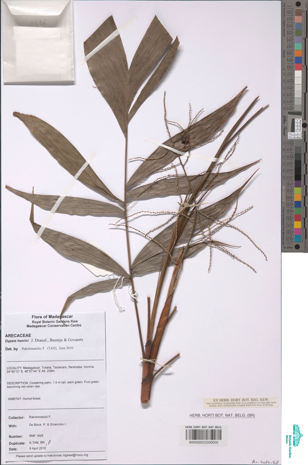 Botanical specimen of Dypsis Henrici.