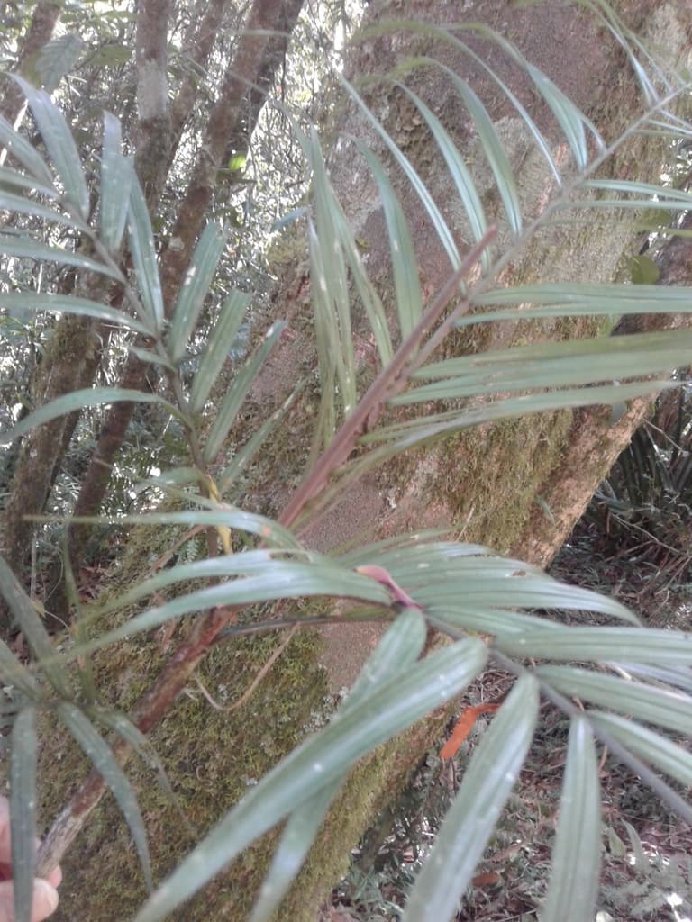 Botanical specimen of Dypsis Heterophylla.