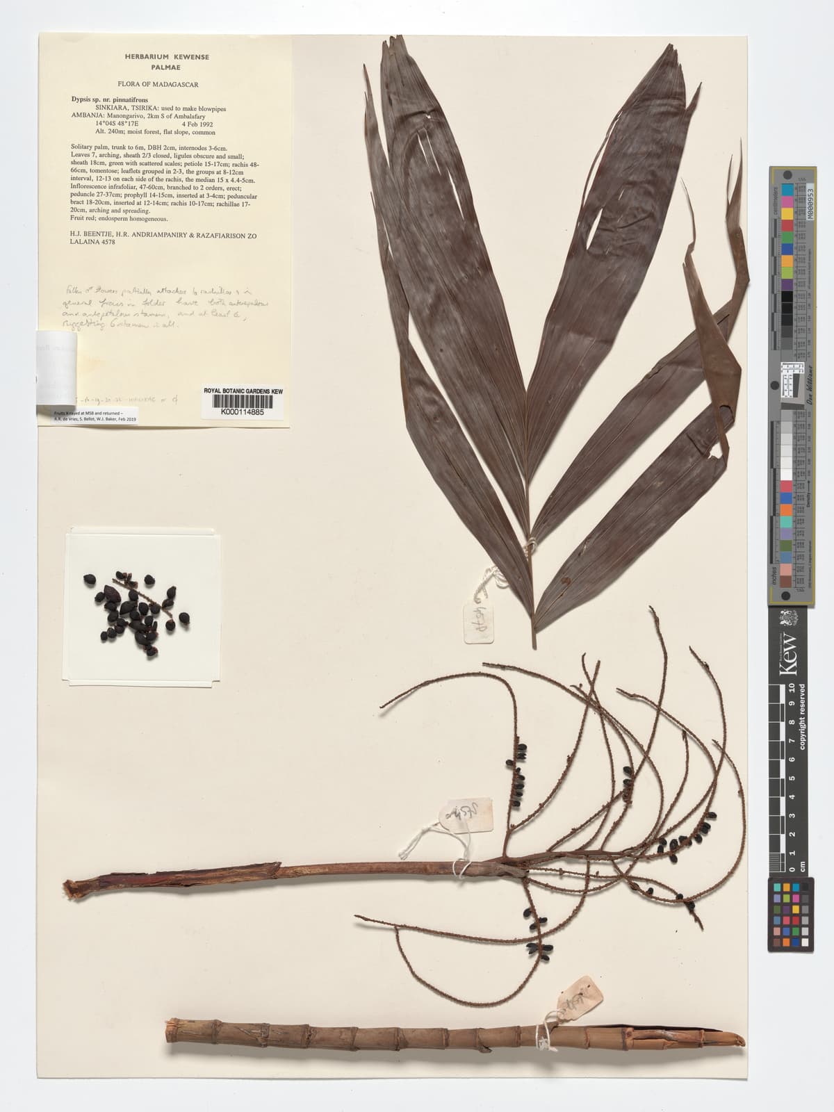 Botanical specimen of Dypsis Hiarakae.