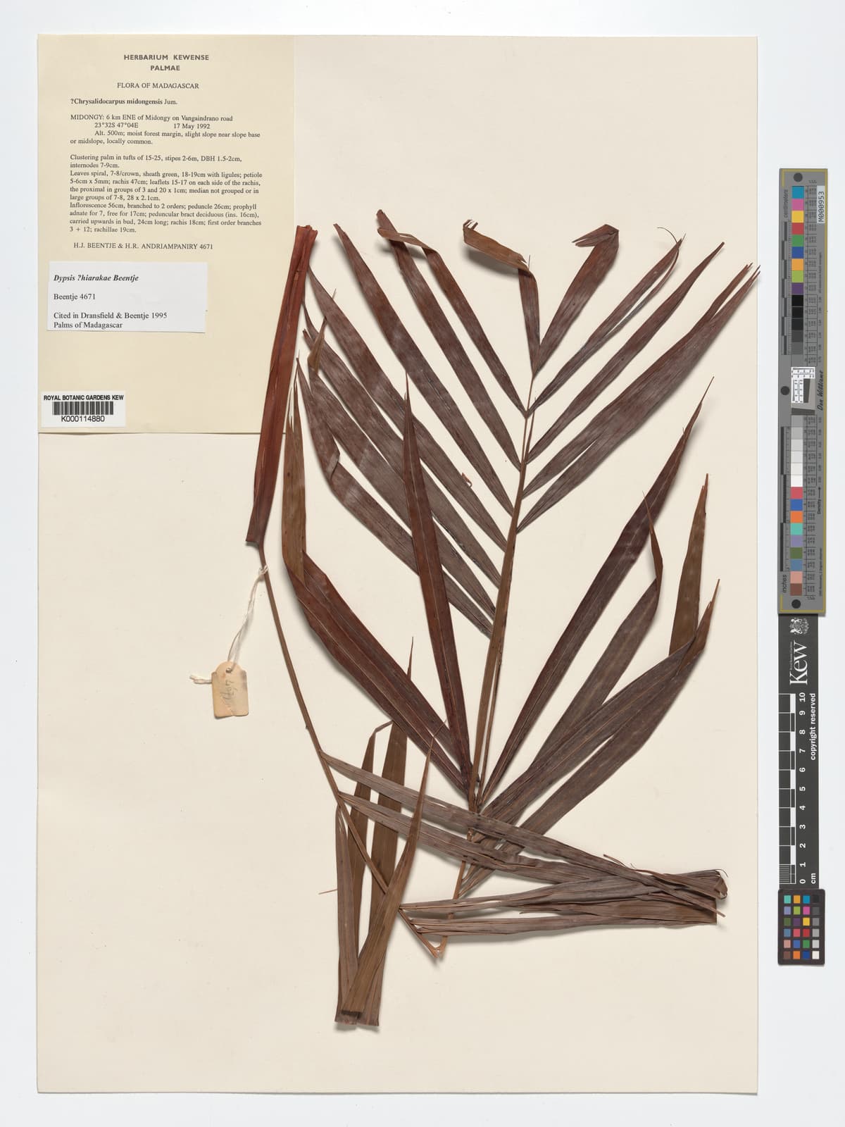 Botanical specimen of Dypsis Hiarakae.