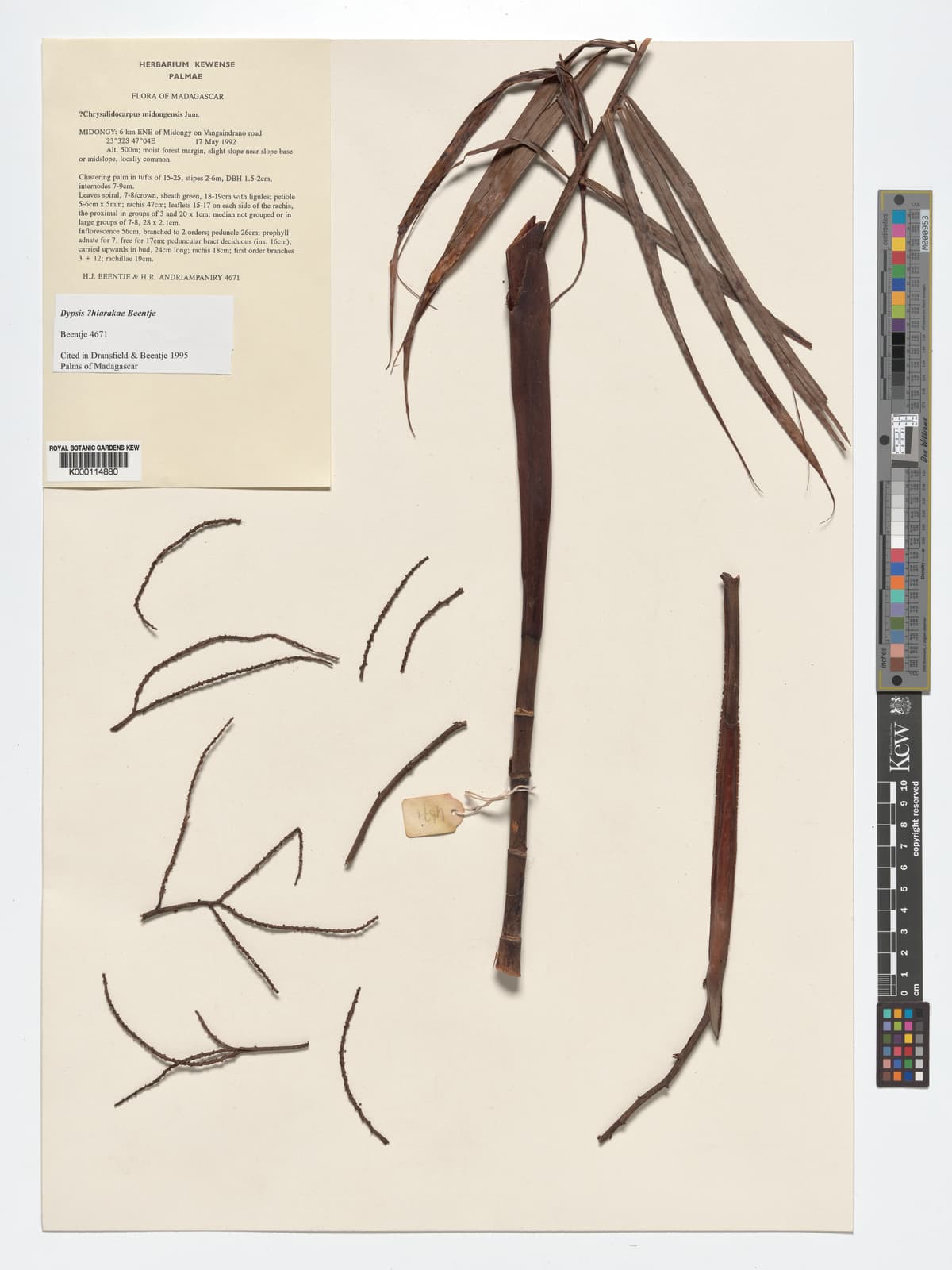 Botanical specimen of Dypsis Hiarakae.