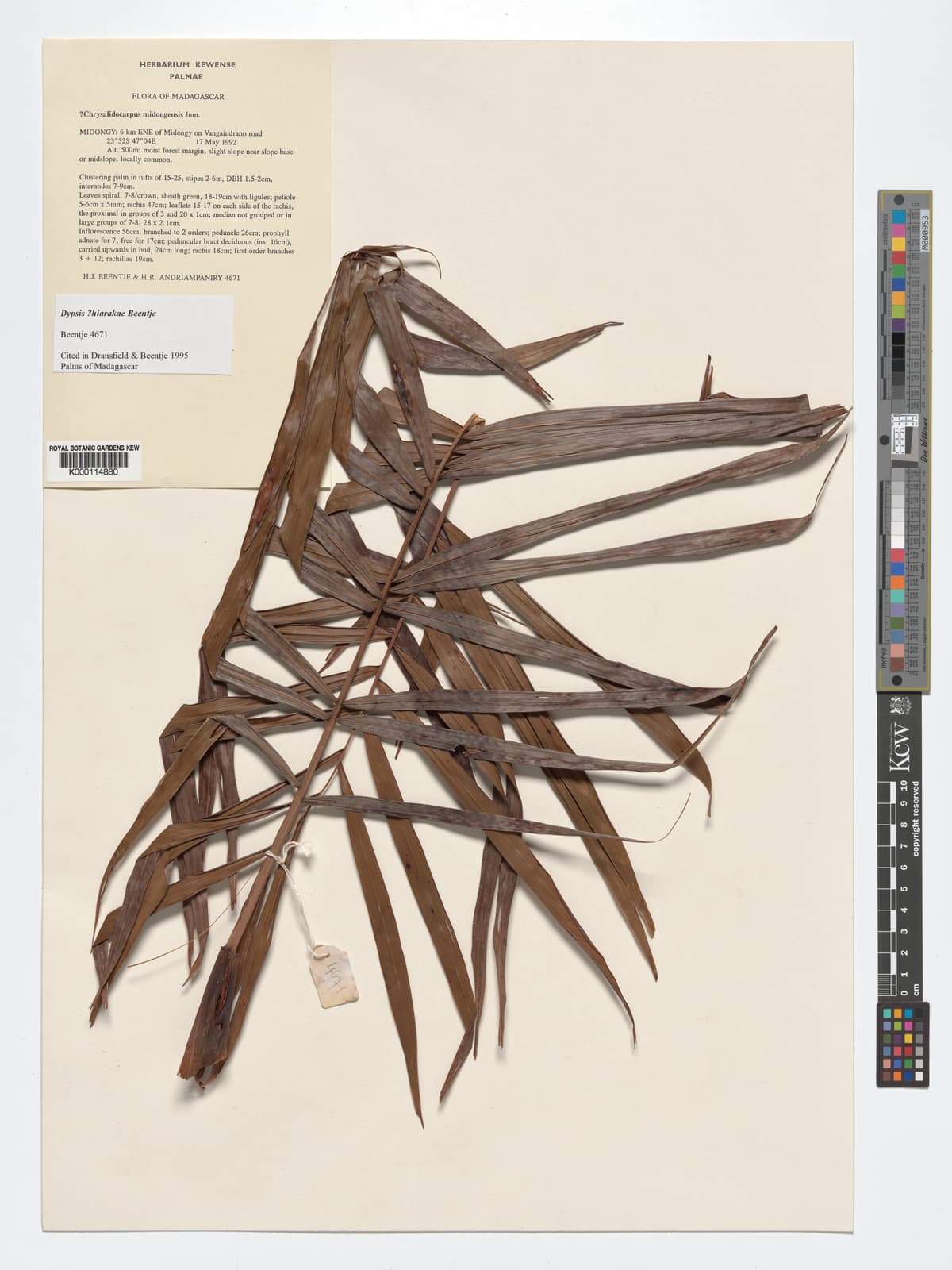 Botanical specimen of Dypsis Hiarakae.