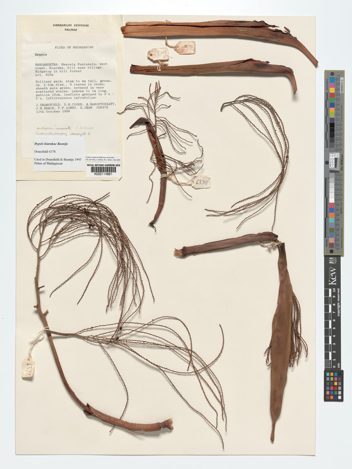 Botanical specimen of Dypsis Hiarakae.