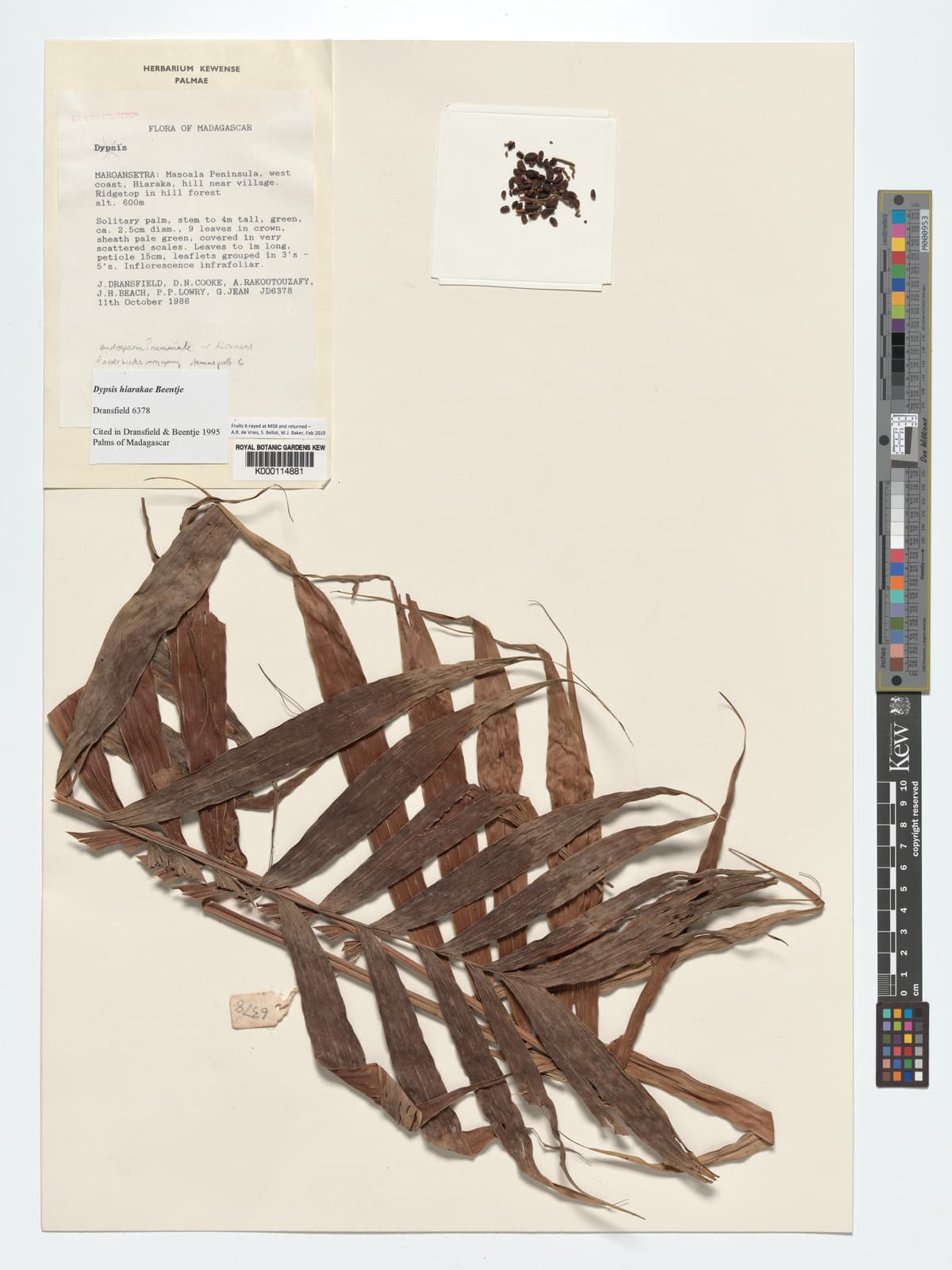 Botanical specimen of Dypsis Hiarakae.