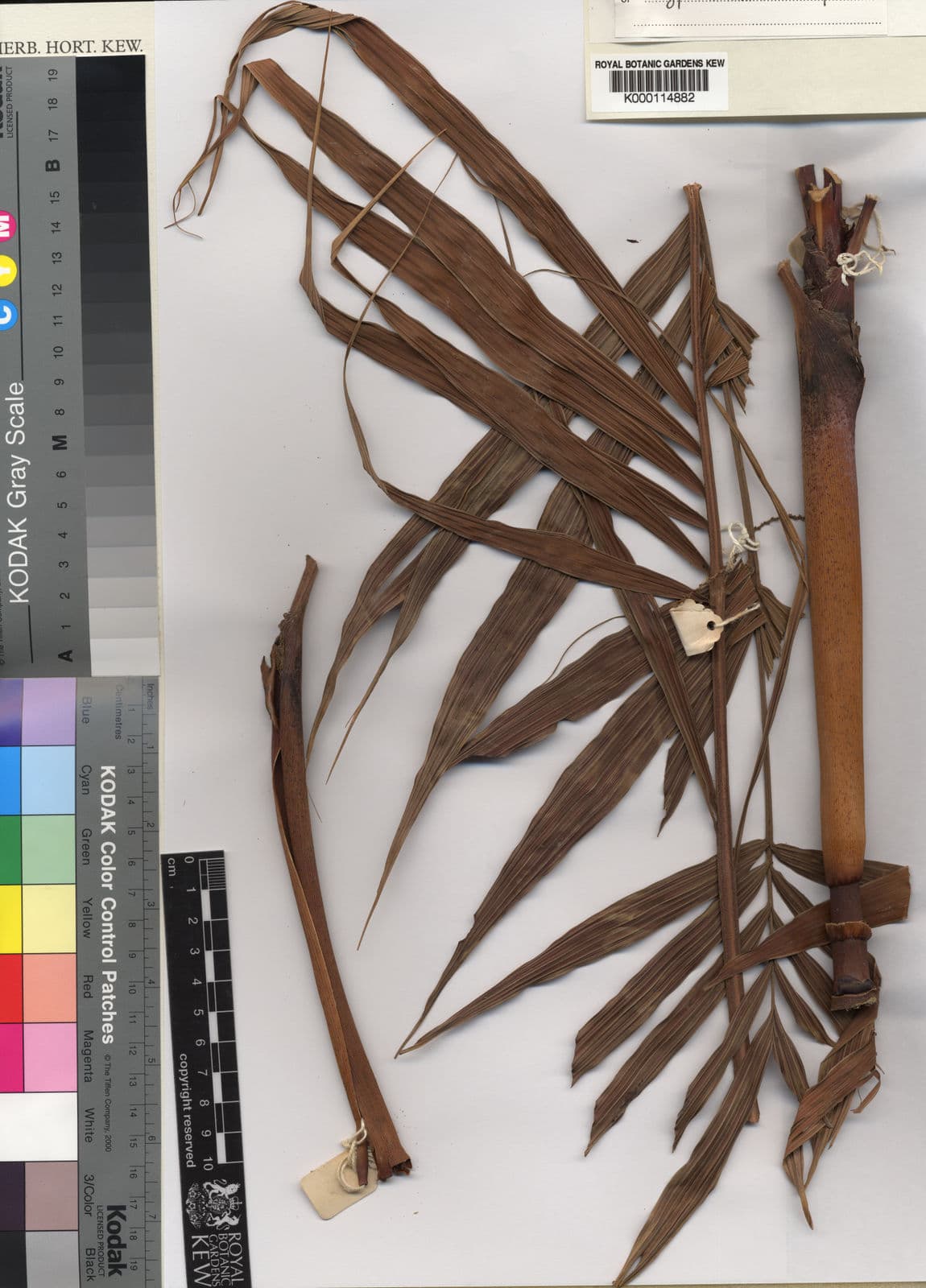 Botanical specimen of Dypsis Hiarakae.