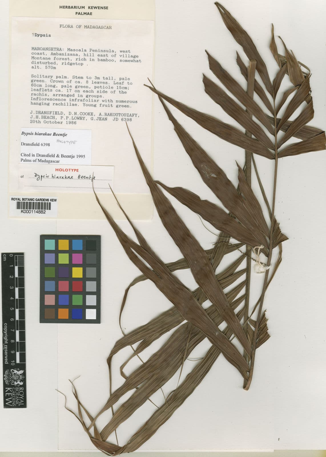Botanical specimen of Dypsis Hiarakae.