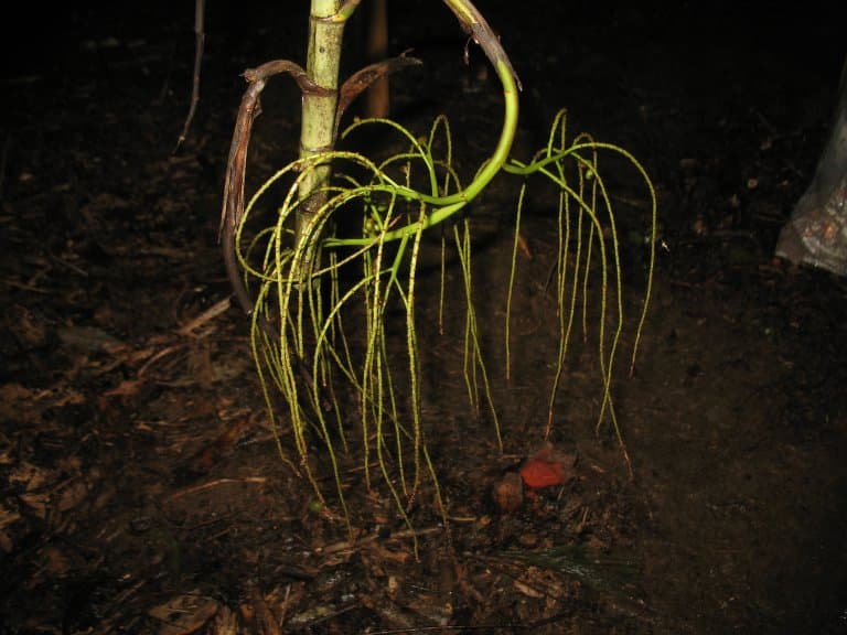 Botanical specimen of Dypsis Hiarakae.