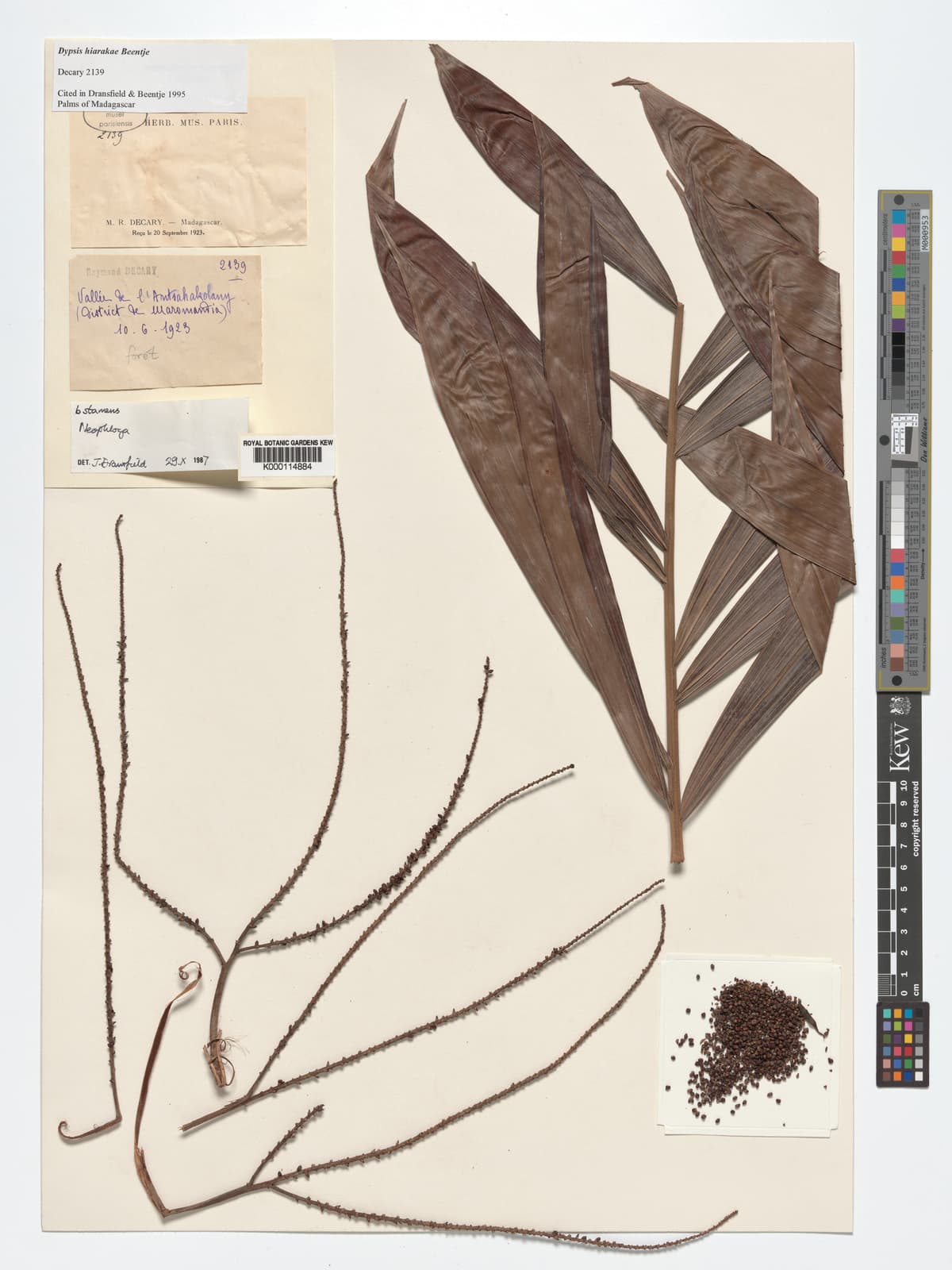 Botanical specimen of Dypsis Hiarakae.