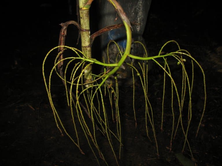 Botanical specimen of Dypsis Hiarakae.