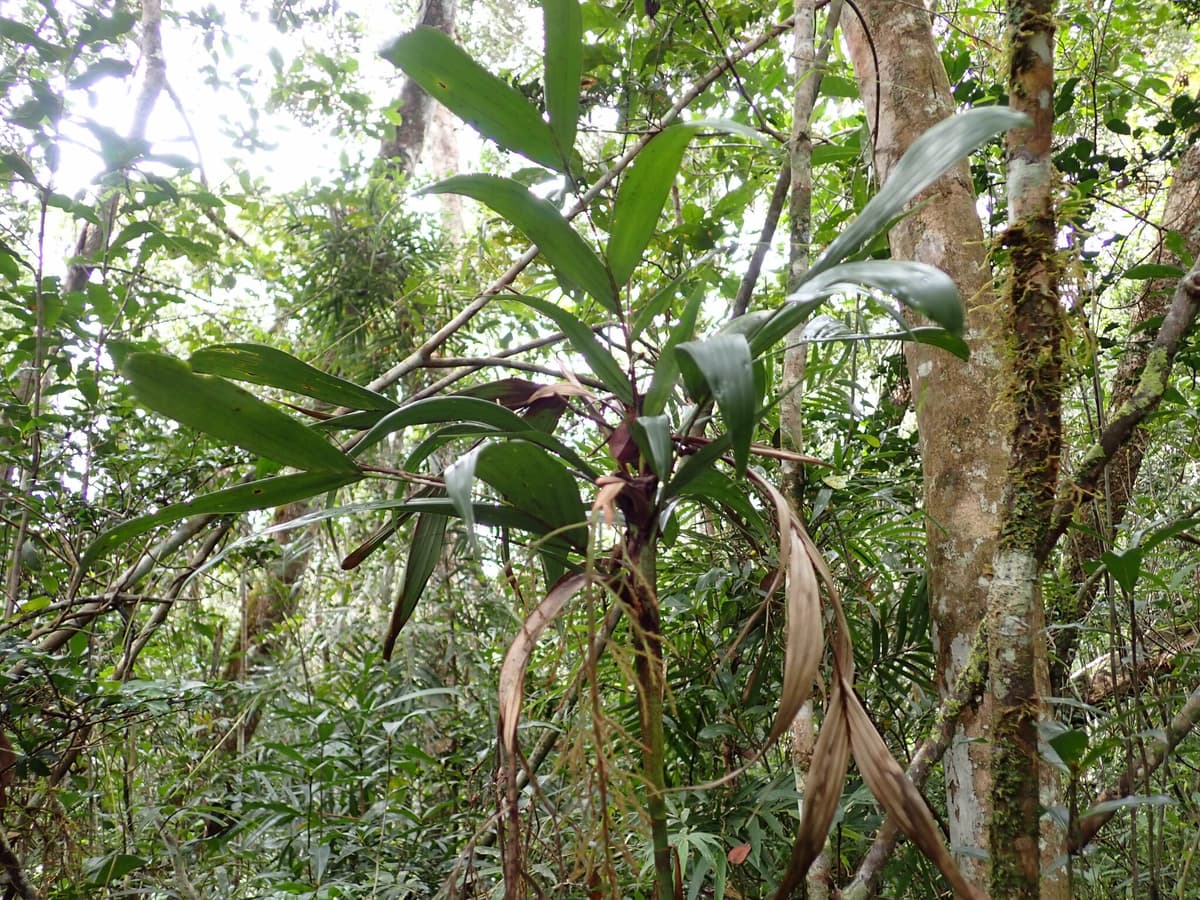 Botanical specimen of Dypsis Hildebrandtii.