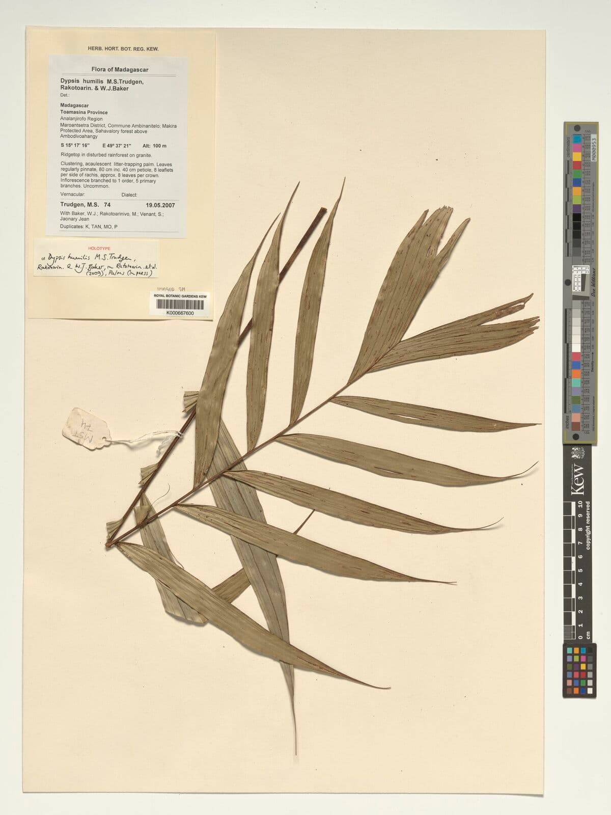 Botanical specimen of Dypsis Humilis.