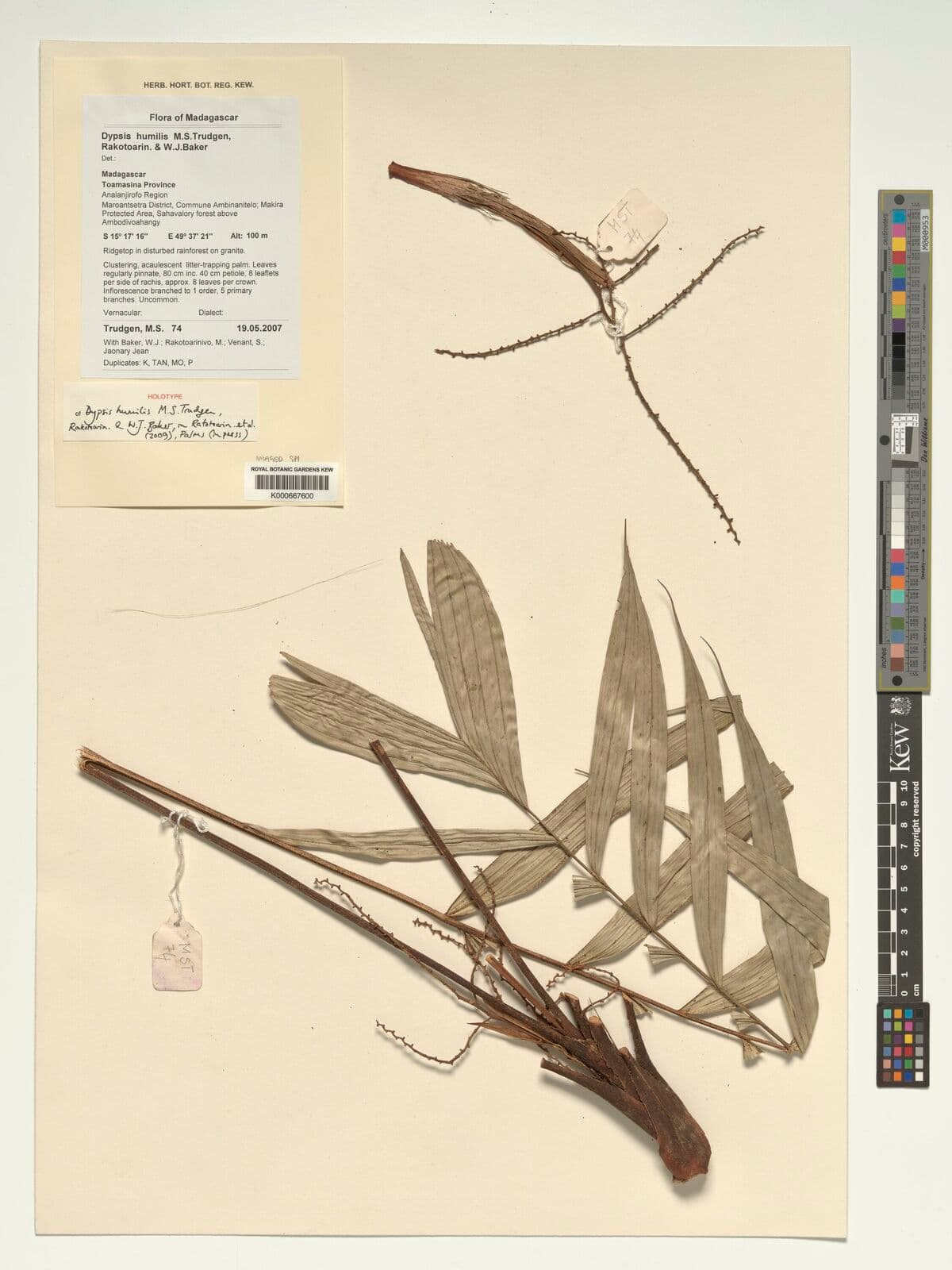 Botanical specimen of Dypsis Humilis.