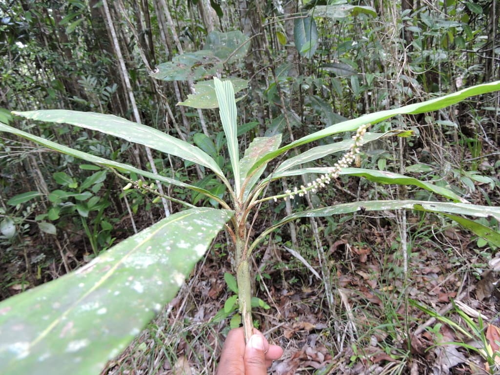 Botanical specimen of Dypsis Integra.