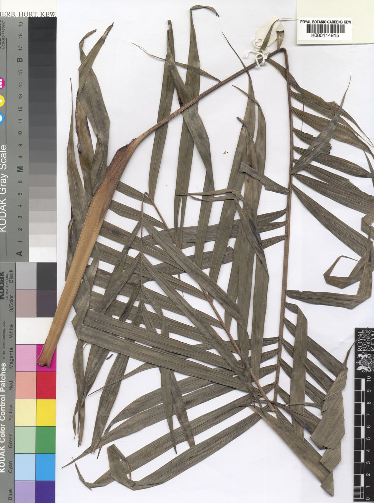 Botanical specimen of Dypsis Interrupta.
