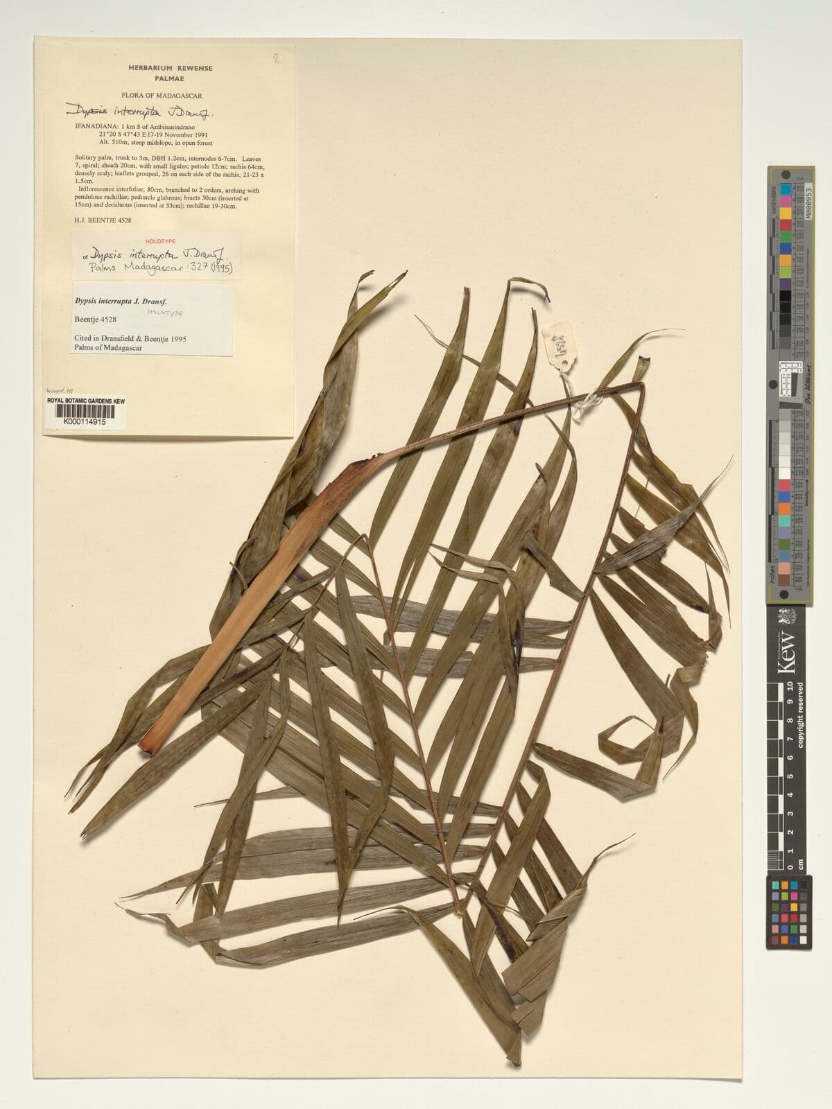 Botanical specimen of Dypsis Interrupta.