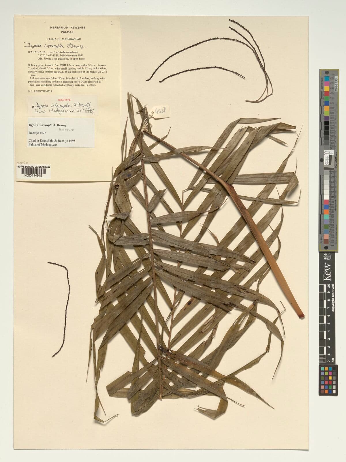 Botanical specimen of Dypsis Interrupta.