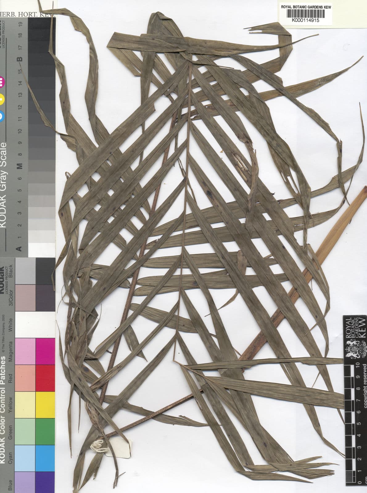 Botanical specimen of Dypsis Interrupta.