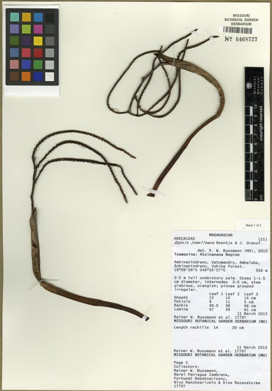 Botanical specimen of Dypsis Jumelleana.