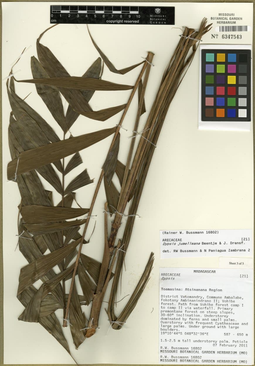 Botanical specimen of Dypsis Jumelleana.