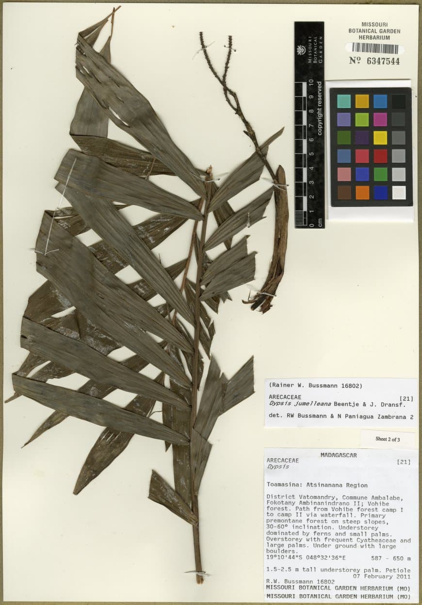 Botanical specimen of Dypsis Jumelleana.