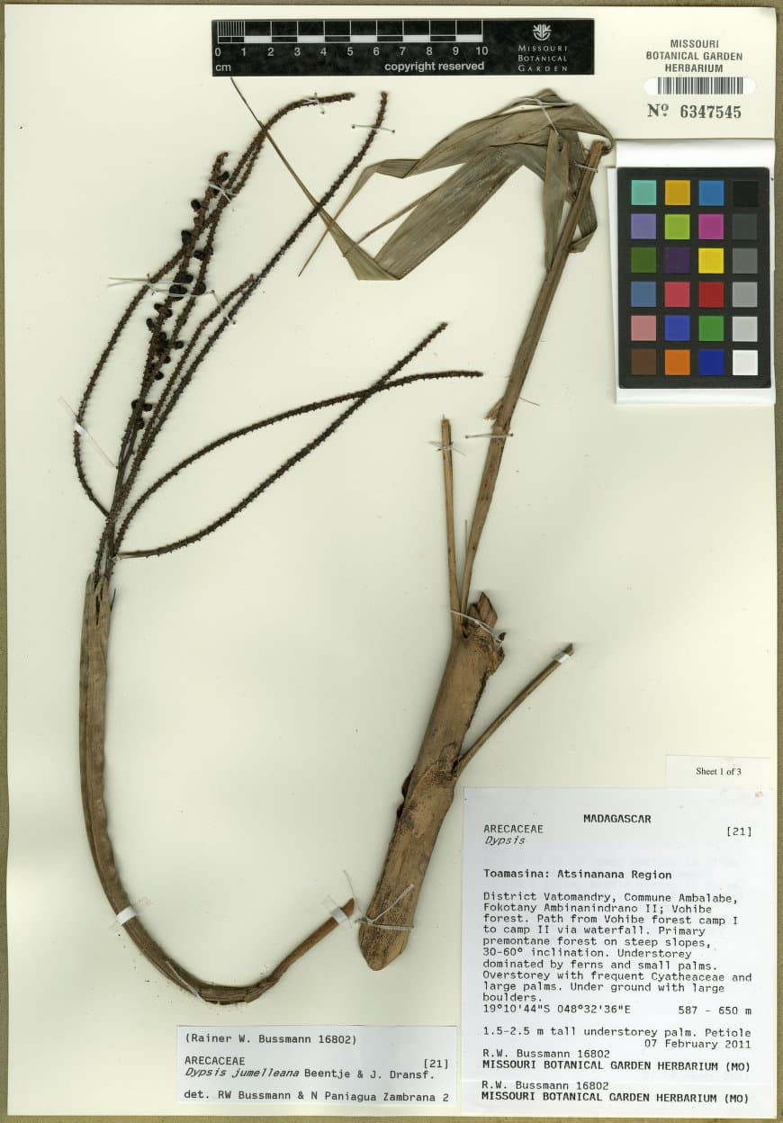 Botanical specimen of Dypsis Jumelleana.