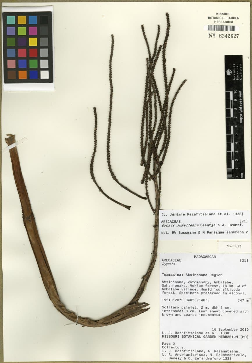 Botanical specimen of Dypsis Jumelleana.