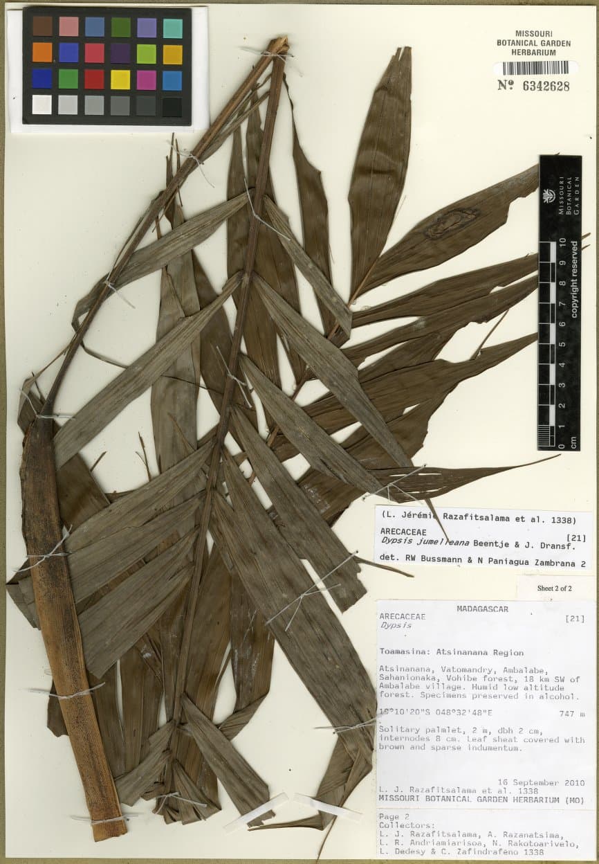 Botanical specimen of Dypsis Jumelleana.